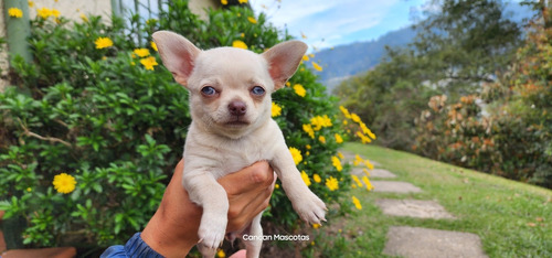 Chihuahua Macho Chocolate Ojos Claros Con Envío Gratis 