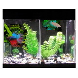 Beteira 2 Bettas 10 L 35x15x25cm + Filtro Ext +led + Plantas