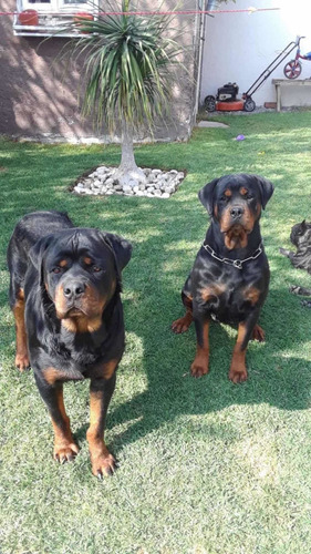 Cachorros Rottweiler Americano Línea Gigante Los Mejores