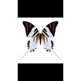 Mariposa Cuadro Decorativo Papilio Androcles