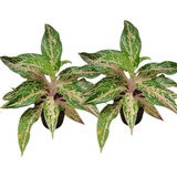 Kit 2 Muda Aglaonema Butterfly