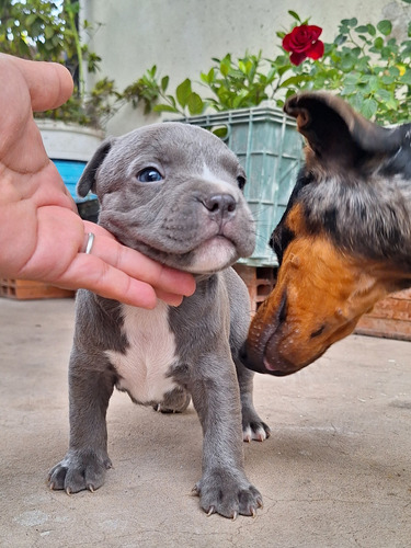 Pitbull Cachorros Macho O Hembra