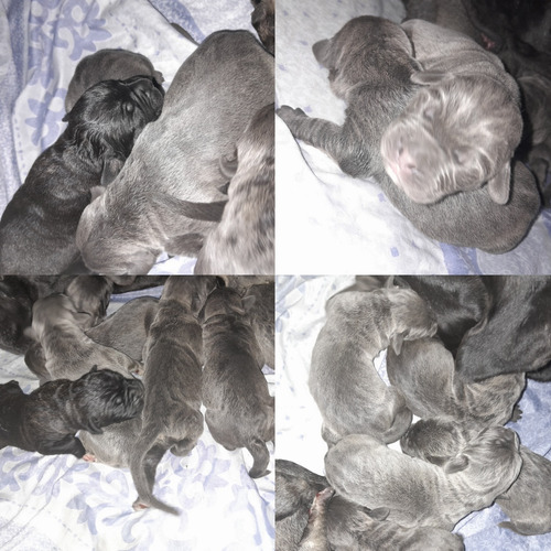 Cachorros Cane Corso 