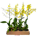 Orquídea Oncidium Chuva De Ouro Oncidium Flexuosum( Adulta )