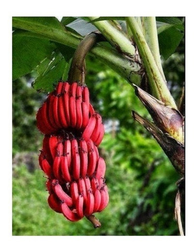 Banana Vinho 2 Rizomas Mudas Sítio Fazenda Muito Ornamental 