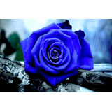 100 Sementes De Rosa Azul - Rosas Raras