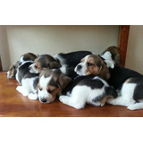 Cachorro Beagle Tricolor 03