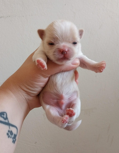 Bonitos Chihuahua Pelo Longo Lindos  Filhotes