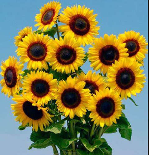 1500 Semillas De Girasol F1 Full Sun