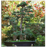 Sementes Sequoia Sequoiadendron Giganteum P/árvore E Bonsai 