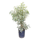 Ficus Variegado Startight O Ficus Blanco 