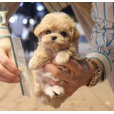 Perros Maltipoo De Bolsillo