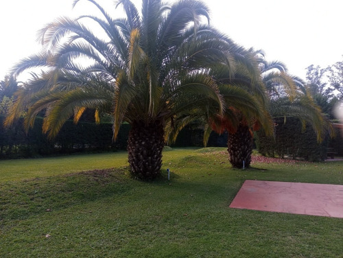 Semillas Palmera Fenix Phoenix Canariensis