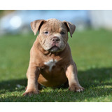 Cachorros American Bully Perros Puppy Pet Disponibles