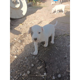 Hermosos Cachorritos Fox Terrier Chileno