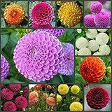 Semillas Dahlia Pompon Mix Flor Anual Hermoso Jardín Al Aire