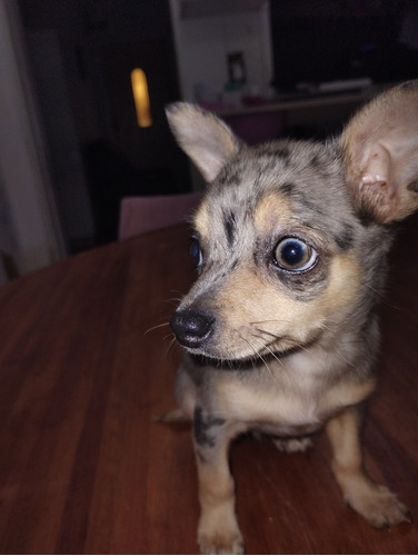 Chihuahua Merle Macho
