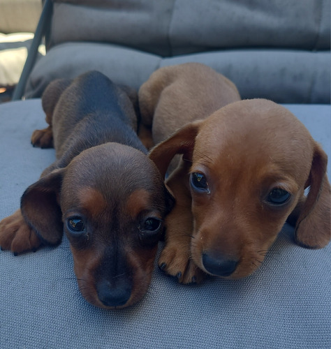 Dachshund Salchicha Pelo Corto Kaninchen Hembra Fca  Bella!!