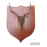 Cabeza De Venado Disecado Para Decoracion Con Base De Madera