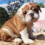 Cachorros Bulldog Ingles Perros En Venta Soledad