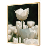 Quadro Decorativo Flores Tulipas Brancas Plantas Jardim