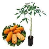 Planta De Yacaratiá (papaya De Monte) - Frutal Nativo!!!