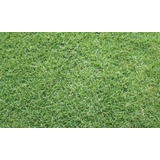 Semillas Pasto Paspalum O Estrella, Alta Resistencia, 5 Kg