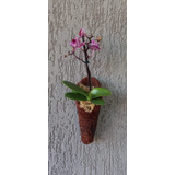 6 Vaso Fibra Coco Cone Plantas Orquídeas Decoração Tamanho M