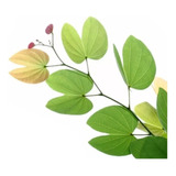 Arbol Bauhinia, Pata De Vaca, Árbol De Las Orquídeas 15lts