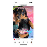 Dachshund. Preguntar Por Disponibilidad Antes De Ofertar.