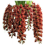 Orquídea Chocolate Adulta - Cymbidium Dorothy Stockstill