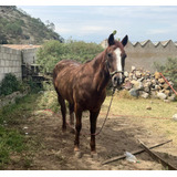 Yegua Cuarto De Milla/ Azteca 