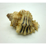 Endivia Murex Caracol Concha Marina  7x4cm  Unico Decoracion