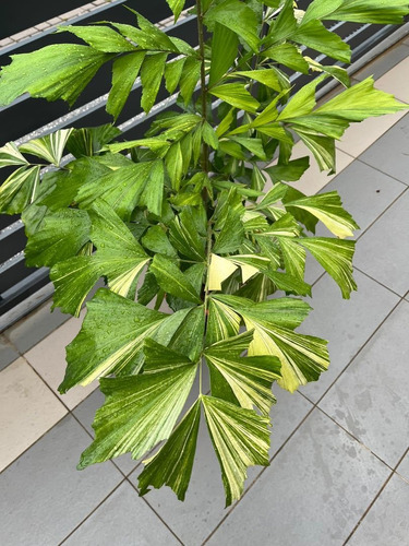 Palmera Caryota Mitis Variegada (palma Exótica) 