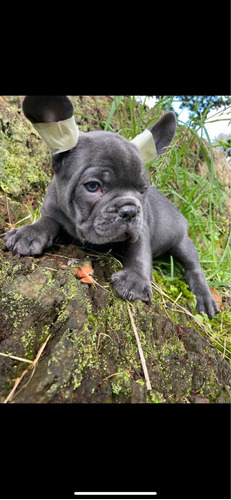 Cachorro Bulldog Francés Blue