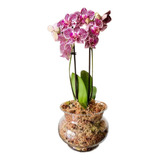 Arreglo Vivo Orquídea Phalaenopsis Multiflora