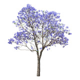 Jacarandá Grande  , Arbol Para La Vereda 