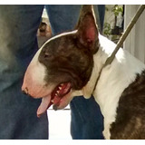 Filhotes De Bull Terrier Down Face