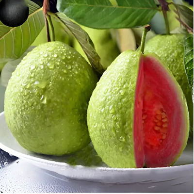 Guayaba Fresa Dulce Rápido Crecimiento