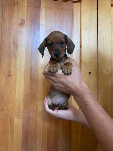 Cachorritos Salchicha Dachshunds Mini