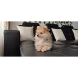 Cachorro Macho Pomerania