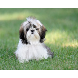 Shitzu, Shih Tzu, Shihtzu, Imperial Con Opcion A Chip De Ide