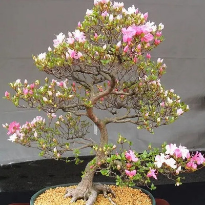 10 Semillas Cerezo Japones Sakura Ideal Para Hacer Bonsai | Meses sin interés