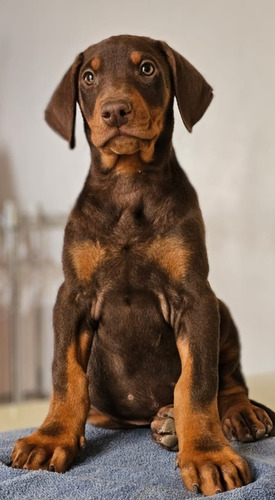 Doberman Cachorros