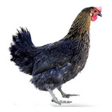 Gallina Criolla Ponedora Huevo Verde Azul 80% Inproagro 