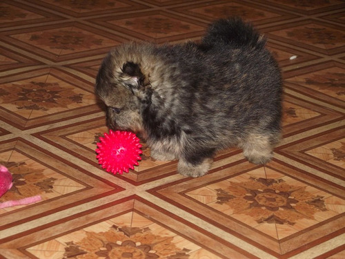 Magnífico Spitz Aleman Pedigri Mascotassaintdaniel 25