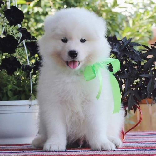 Cachorros Samoyedo