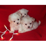 Maltese Mini