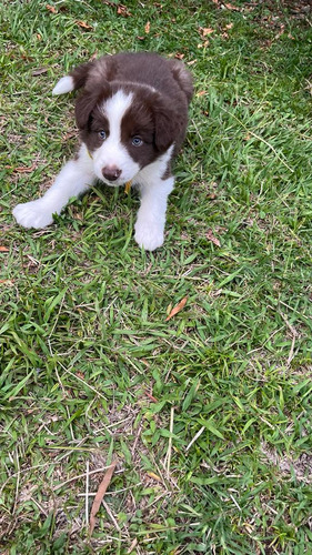 Cachorro Border Chocolate Med-bog Y Cali Animalpetscolombia