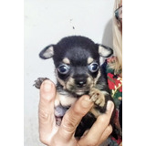 Chihuahua Mini